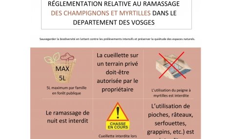 Réglementation de la cueillette de myrtilles et champignons dans le département des Vosges